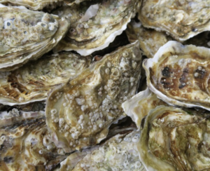 굴 효능, 알고 먹으면 더 건강한 바다의 보약 1 굴사진